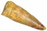 Fossil Spinosaurus Tooth - Real Dinosaur Tooth #366466-1